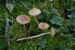 Image of Galerina subclavata Kühner 1973