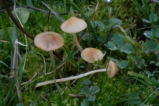 Image de Galerina subclavata Kühner 1973