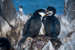 Image of Kerguelen Shag