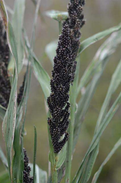 Echinochloa resmi