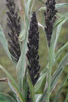 Plancia ëd Echinochloa