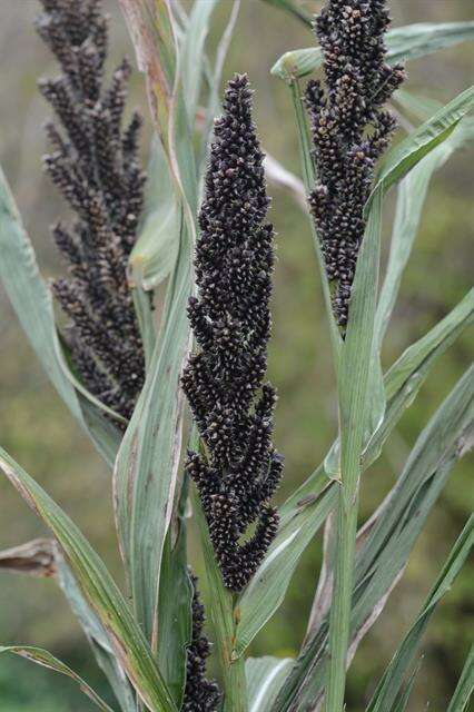 Echinochloa resmi