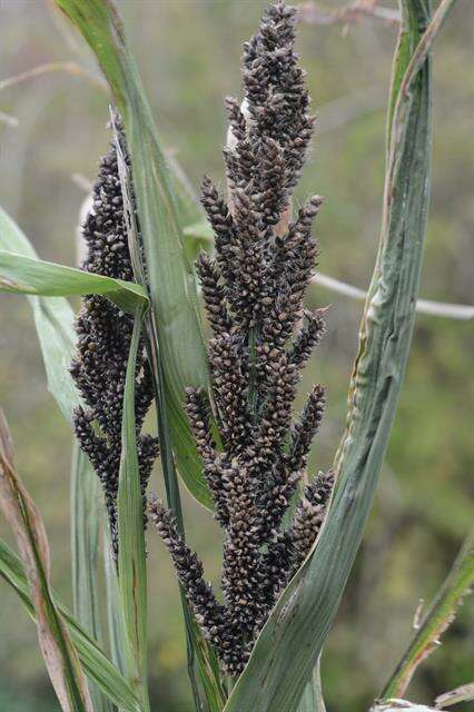 Echinochloa resmi