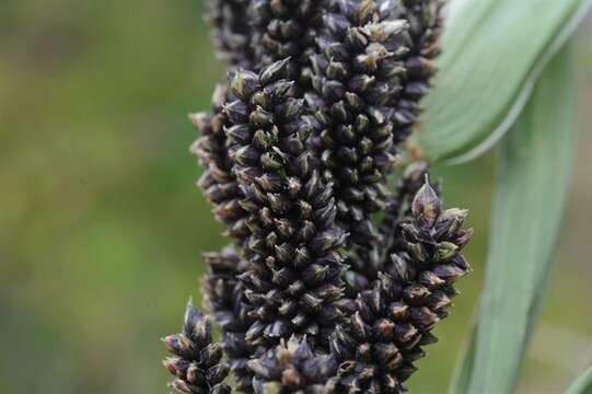 Plancia ëd Echinochloa