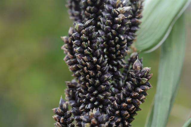 Echinochloa resmi