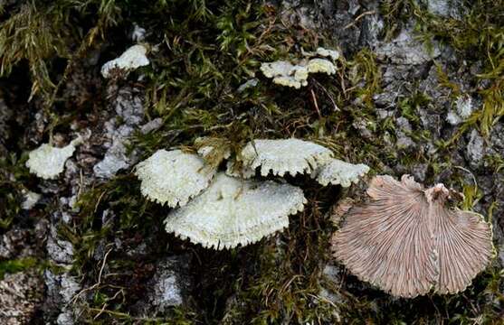 Image of Schizophyllaceae