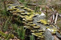 Image of Trametes