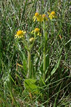 Image of groundsel