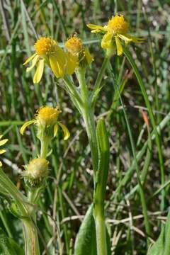 Image of groundsel