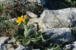 Image of groundsel