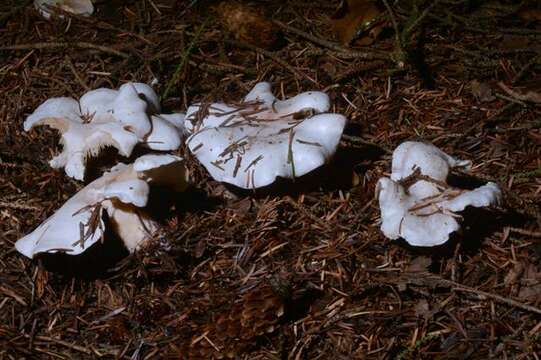 Image of Clitocybe alexandri (Gillet) Gillet 1884