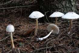 Слика од Leucoagaricus