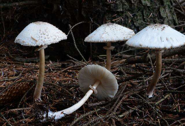 Слика од Leucoagaricus