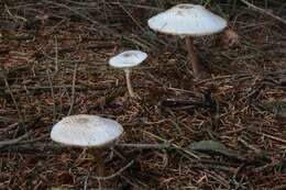 Слика од Leucoagaricus