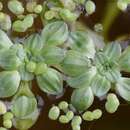 Image of blunt-fruited water starwort