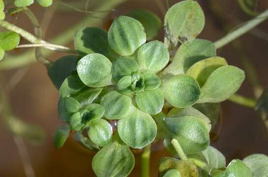 Image of Callitriche obtusangula Le Gall