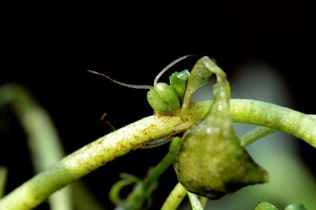 Callitriche obtusangula Le Gall的圖片