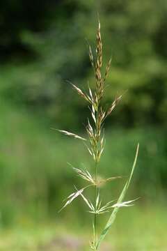 Image of Button Grass