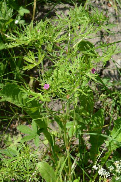 Plancia ëd Geranium