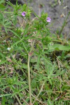 Plancia ëd Geranium