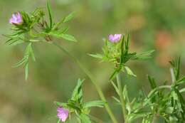 Image of geranium