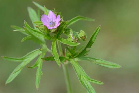 Plancia ëd Geranium