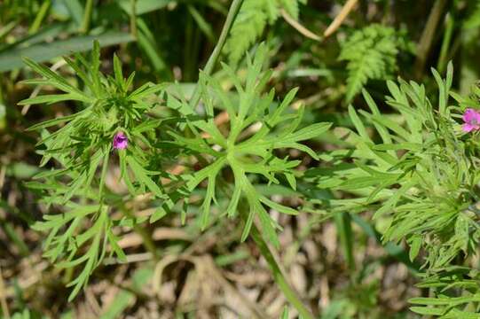 Plancia ëd Geranium