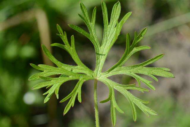 Plancia ëd Geranium