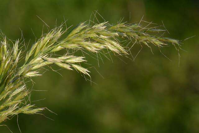 Image of true grasses
