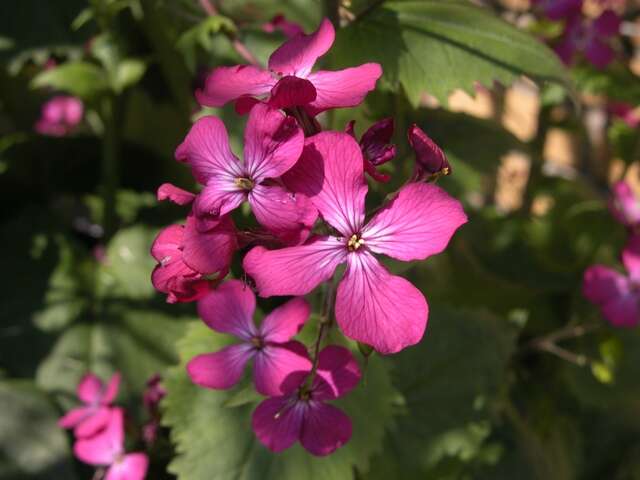 Image of lunaria