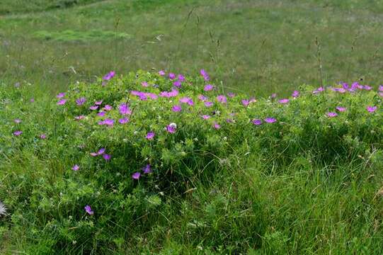 Image of geranium