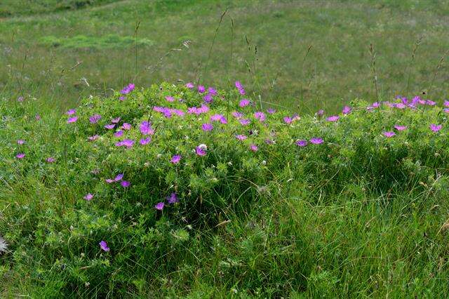 Image of geranium