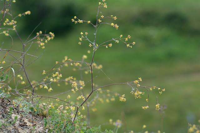 Imagem de Thalictrum minus L.