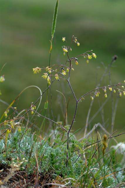 Image of lesser meadow-rue