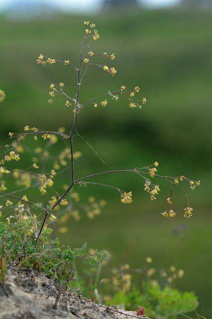 Image of lesser meadow-rue