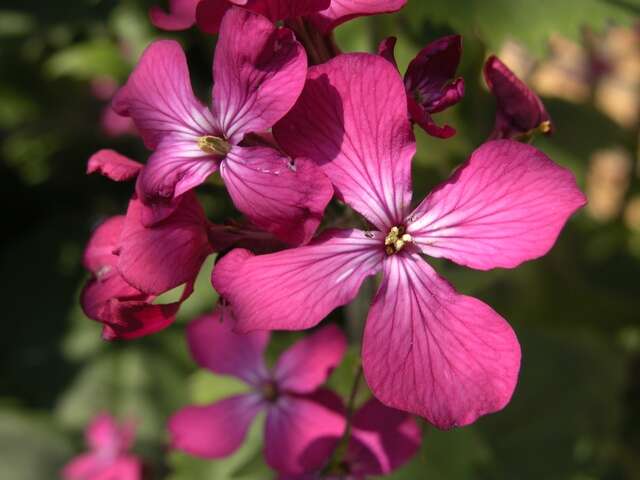 Image of lunaria