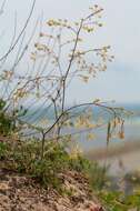 Image of lesser meadow-rue