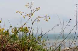 Image of lesser meadow-rue