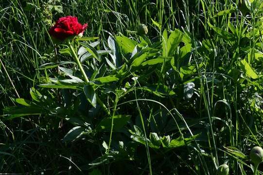 Image of Paeonia officinalis subsp. officinalis