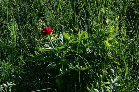 Image of Paeonia officinalis subsp. officinalis