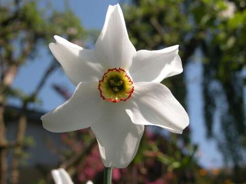 Image of Pheasant's-eye narcissus