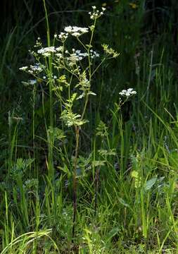 Image of chervil