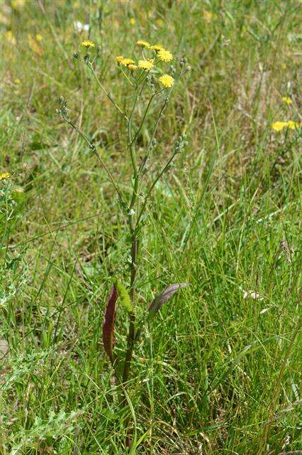 Image of hawksbeard