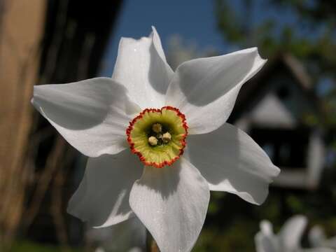 Image of Pheasant's-eye narcissus