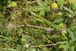 Image of knotted clover