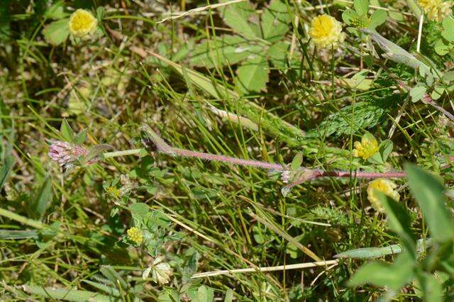 Image of knotted clover