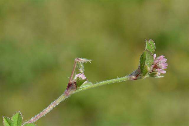 Image of knotted clover