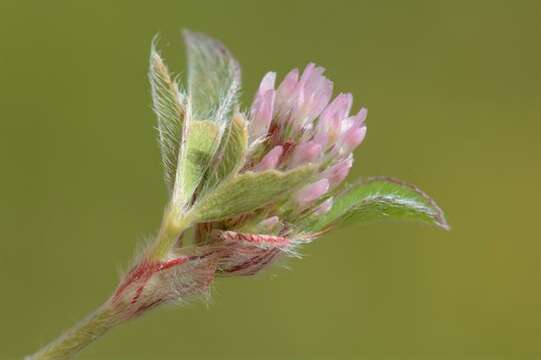 Image of knotted clover