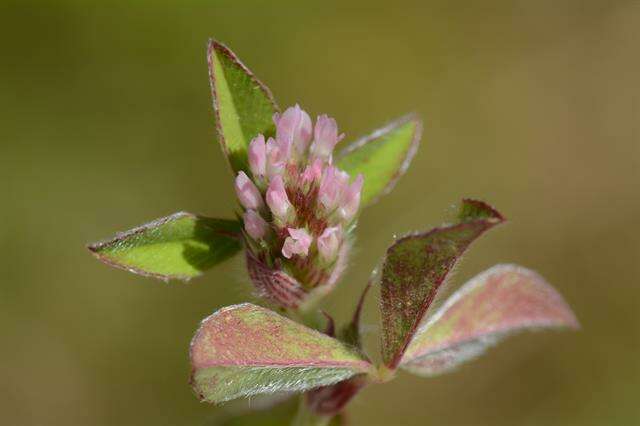 Image of knotted clover