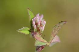 Image of knotted clover